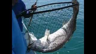 Jew fishing in Darwin harbour [upl. by Wandie155]