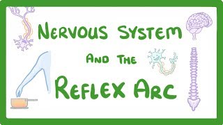 GCSE Biology  Nervous System and Reflex Arc 58 [upl. by Hepzi]