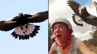 Ozzy Man Reviews MAGPIES [upl. by Eelorac]