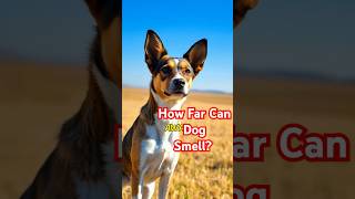 How Far Dog Can Smell funanimalfacts dogfacts [upl. by Aianat976]