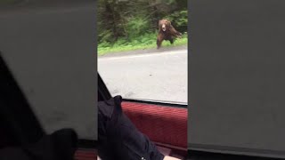 Bear Charges Car in Alaska  ViralHog [upl. by Derr884]