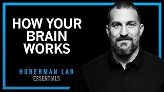 Essentials How Your Brain Works amp Changes [upl. by Enna]