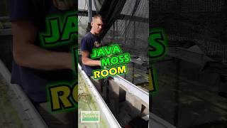 JAVA MOSS ROOM [upl. by Osbourne]