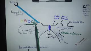 Inguinal Region anatomy with Mnemonic [upl. by Candy]