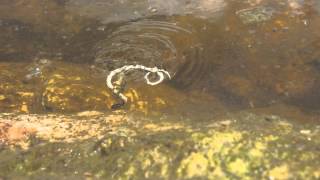 Giant water bug attacks and kills a snake [upl. by Coben]