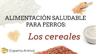 Alimentación saludable para perros  Los cereales [upl. by Nebuer713]