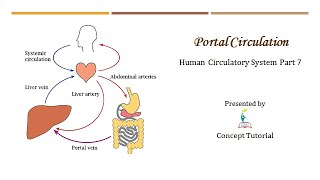 Hepatic Portal System  Hypophyseal Portal System  Circulatory System  Biology Class 11NEET [upl. by Lokim]