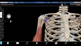 upper limb1b DR SAMEH GHAZY [upl. by Solana610]