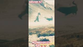 Moonwalk breezly bear  shorts shortvideo moonwalk breezly bear animallover wildlife viral [upl. by Tove]