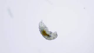 Antarctic Tardigrade 20x from Canada Glacier Cryoconite Hole [upl. by Idalia418]