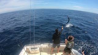 Black Marlin  Bermagui Marlin Fishing  Head Hunter Charters  FULL FIGHT [upl. by Augustus279]