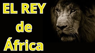 El Rey de la Sabana La Majestad del León Africano [upl. by Bil]