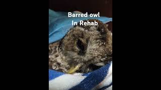 A very sick Barred Owl in Rehabban Rodenticide [upl. by Martelle]