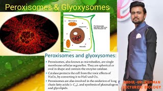 peroxisomes and glyoxysomes [upl. by Gretchen]