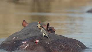 Oxpeckers on Hippo  Zambia Tourism [upl. by Bartie]