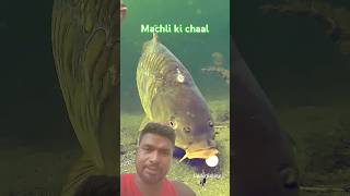 fishing in river carp carpy carping fish carpfishing catchandrelease bigcarp gillnetfishing [upl. by Ahsile788]