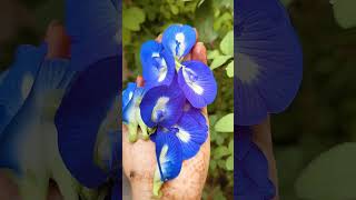 Aprajita kr phool ka mahatva vastutips vastu flowers astrology fact aprajita youtubeshorts [upl. by Perseus]