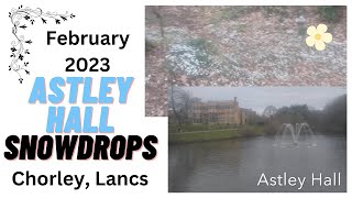 Astley Hall Lancashire Snowdrops February 2023 [upl. by Worrell]