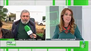 Tagarninas de Las Virtudes de Conil en Vaya Mañana de Canal Sur [upl. by Cochard810]