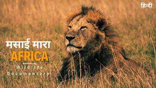 African wildlife documentary in Hindi  Predators । मसाई मारा जंगल अफ्रिका [upl. by Aral]