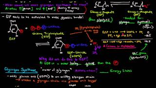 Glycogen Part 2 of 4  Glycogen Synthesis [upl. by Berta469]