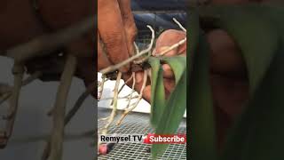 Replanting orchids Orchid care Orchid For Beginners Most beautiful orchids Repotting orchids [upl. by Lat354]