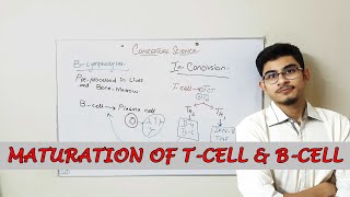 Maturation and Development of Tcells and Bcells  lymphocytes  UrduHindi [upl. by Tound]