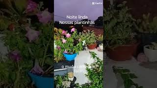 Nossas plantinhas Inscrevase e curte renatohdi plantas [upl. by Roberta]