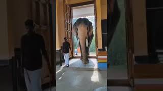 Yana varuthu yana varuthu doi  elephant song shorts vinayagar kidssong [upl. by Kucik63]