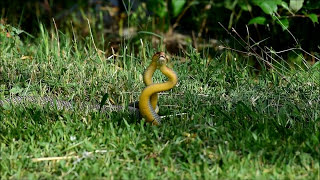 YILAN ÇİFTLEŞMESİ  SNAKE COPULATION [upl. by Noni]