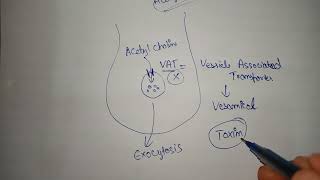 Synthesis of acetyl choline  storage and release of acetyl choline pharmacology [upl. by Brunk]