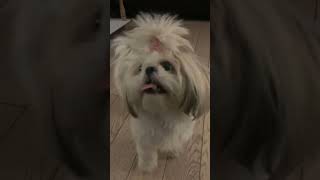 Daisy 🐶 surveille le cochon d’Inde  Shih tzu [upl. by Airtemak222]