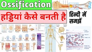 Whats So Interesting About Ossification [upl. by Yhtir]