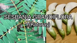 SESBANIA GRANDIFLORA  Katuray  Corkwood Tree [upl. by Eittam]