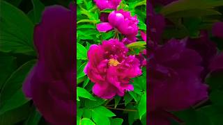 Peony garden [upl. by Ainomar]