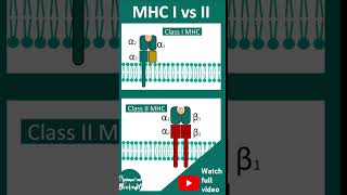 MHC class I vs MHC class II  Top 3 differences  1 minute immunology [upl. by Rentschler169]