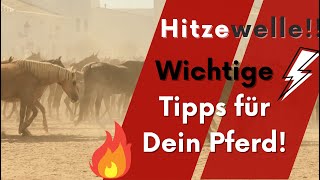 🔥🐴 Hitzewelle Pferdetraining amp Pferdegesundheit  wichtige Tipps 😲 [upl. by Denby]