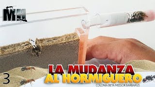 LAS NUEVAS HORMIGAS SE MUDAN AL HORMIGUERO DE ARENA  Hormigas Messor Barbarus [upl. by Attebasile]