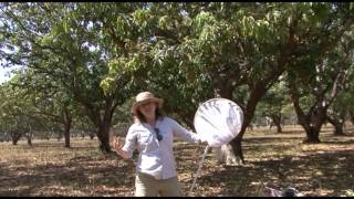 Research notes Sampling for mango leafhoppers [upl. by Nilauqcaj121]