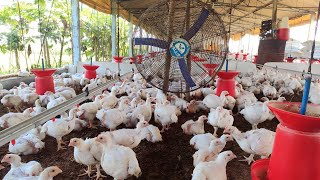 Day31 Chicks Growth in our poultry farm poultry poultryfarming farming trending [upl. by Alexandros]