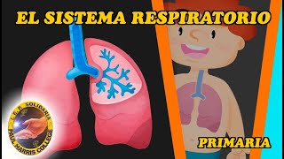 SISTEMA RESPIRATORIO [upl. by Klenk]