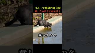 ㊗️200万回再生！真冬の寒さに苦しむ野良猫たちを救った女性との結末は！？ 動物 感動 [upl. by Yelehsa935]