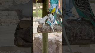 Let me go Leave me alone September 7 2024 At Richmond Zoo parakeets MetroRichmondZoo [upl. by Behre]