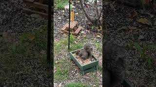 Roll call feedshorts animals animallover wildlife birdfeeder squirrel grateful peaceful [upl. by Ynalem]