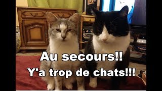 Au secours Ya trop de chats [upl. by Omar]