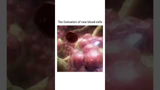 Hematopoiesis Formation of New Blood Cells rbc [upl. by Greenstein]