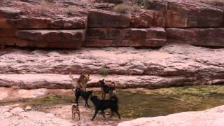 Crazy Havasupai Falls Dog Fight [upl. by Marih]