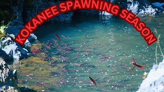 KOKANEE Salmon Spawn at Small Creek [upl. by Arrol]