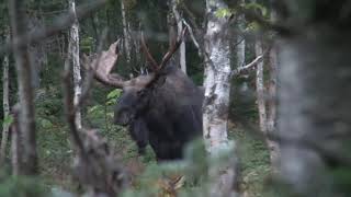 Récolte dun mâle orignal de 50 pouces avec Serge Lamontagne et Michel Therrien de Chasse Québec [upl. by Ottinger146]