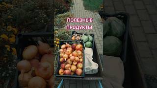 Овощи и фрукты полезные продукты Продукты для похуденияПродукты для набора мышечной массы сад [upl. by Tennaj]